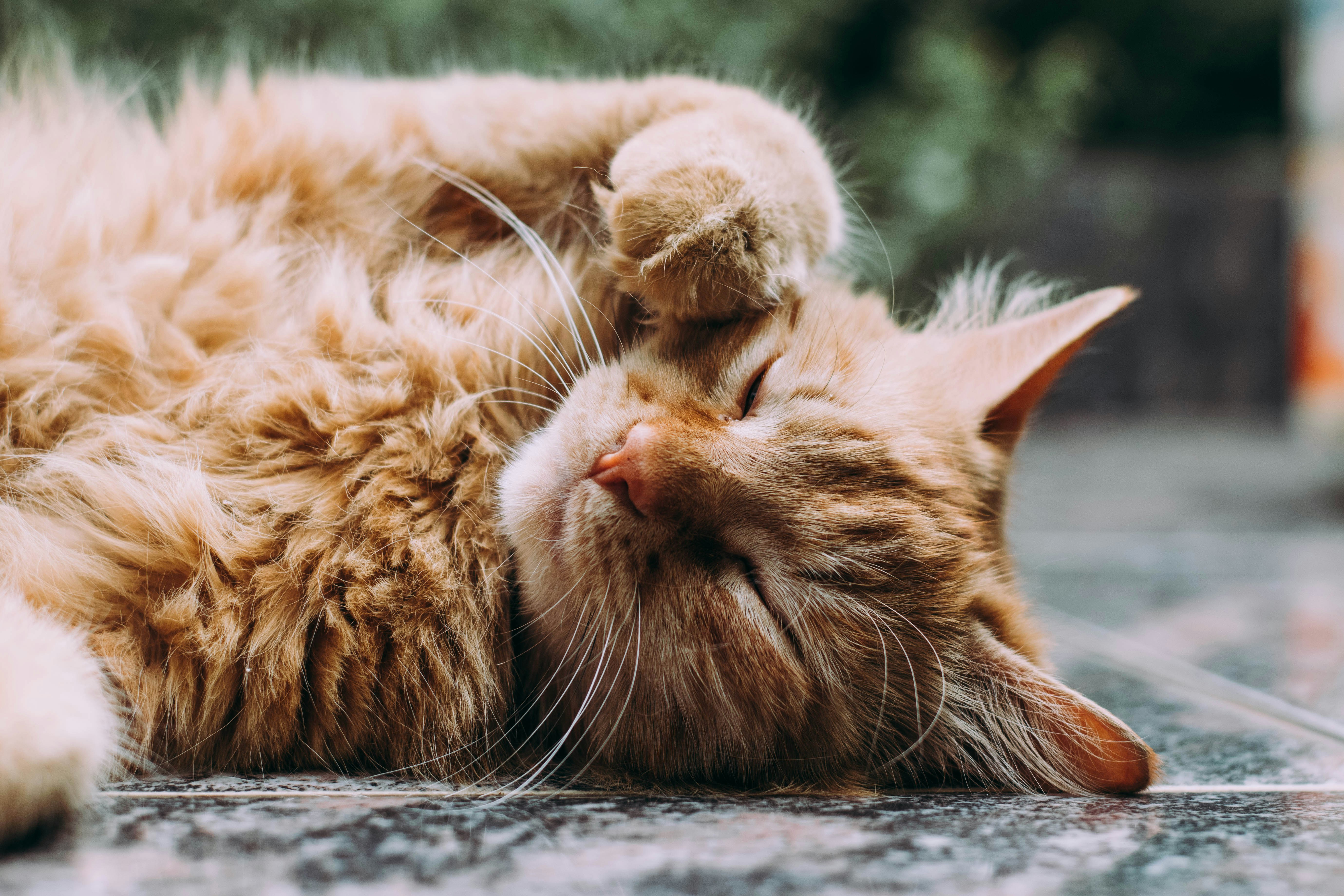 Ludemeula Fernandes 9UUoGaaHtNE Unsplash, Futurepeople